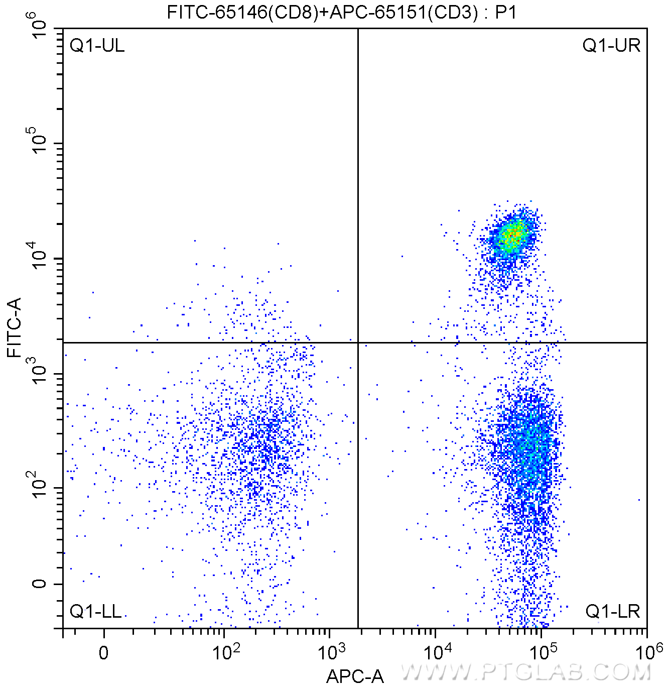 CD8
