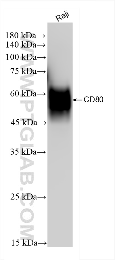 WB analysis of Raji using 83198-5-RR (same clone as 83198-5-PBS)