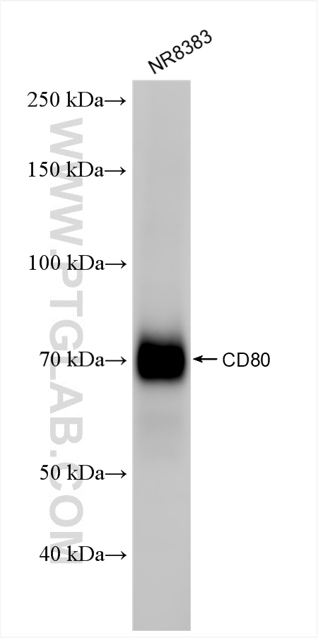 WB analysis of NR8383 using 86532-1-RR
