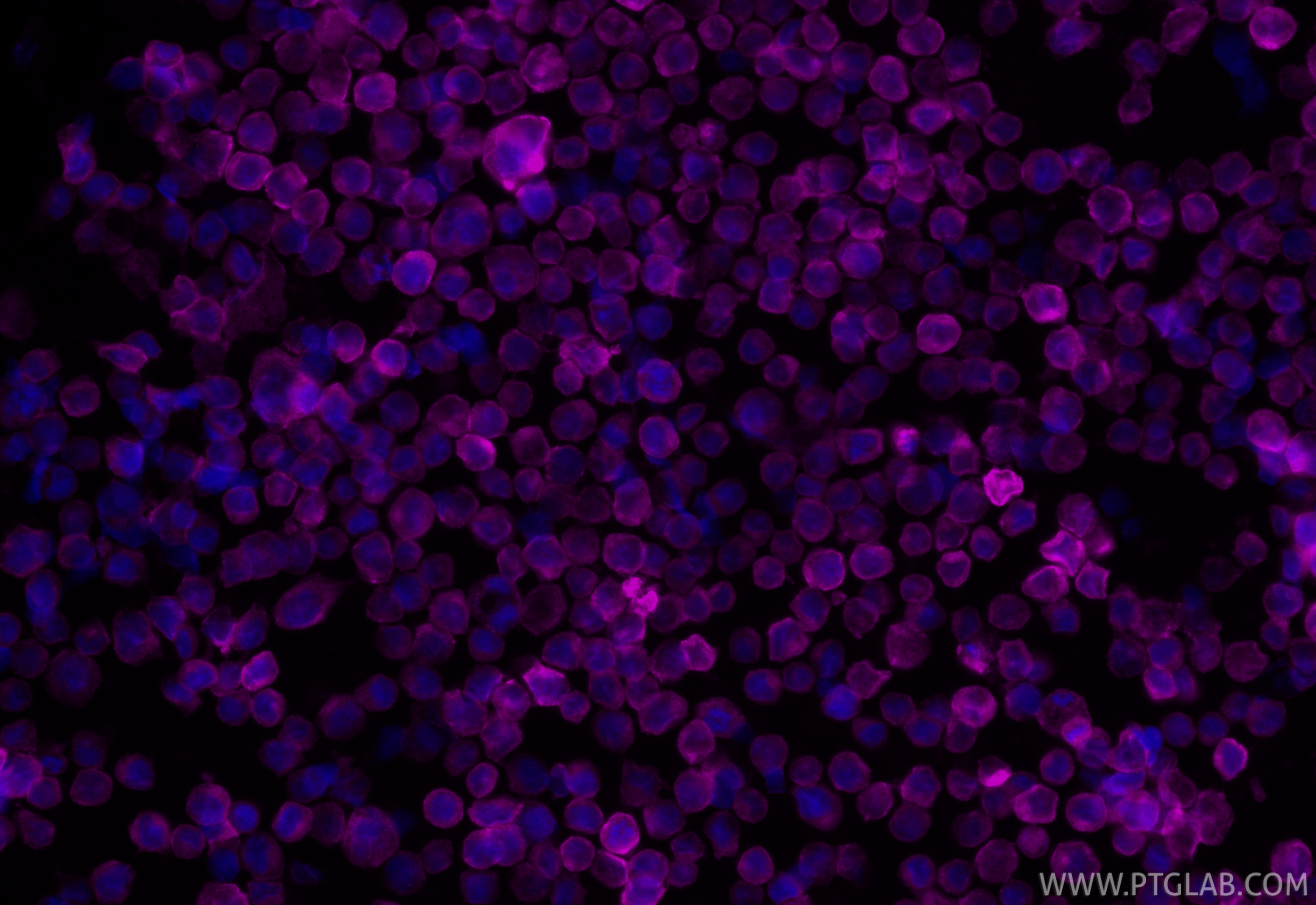 Immunofluorescent analysis of (4% PFA) fixed Raji cells using CoraLite® Plus 647 CD80 antibody (CL647-83198-4, Clone: 242913H3 ) at dilution of 1:200. IF Staining of Raji using CL647-83198-4