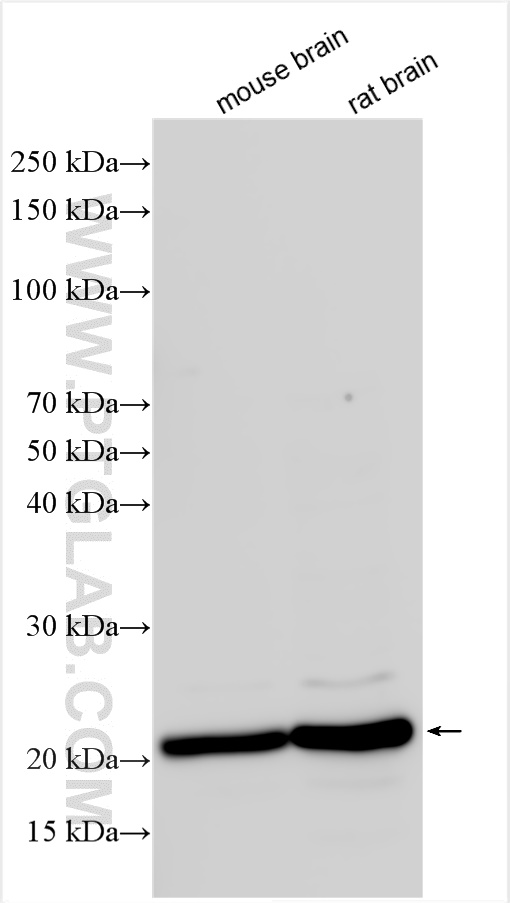 CD81