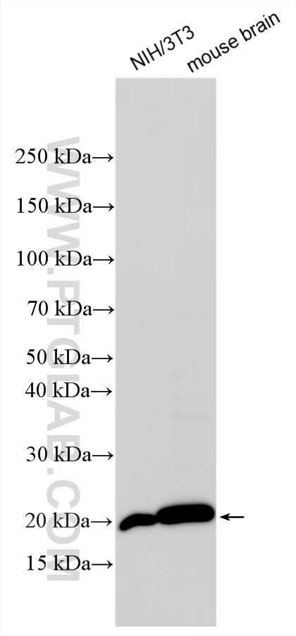 Various lysates were subjected to SDS PAGE followed by western blot with 33170-1-AP (CD81 antibody) at dilution of 1:1000 incubated at room temperature for 1.5 hours. WB analysis using 33170-1-AP