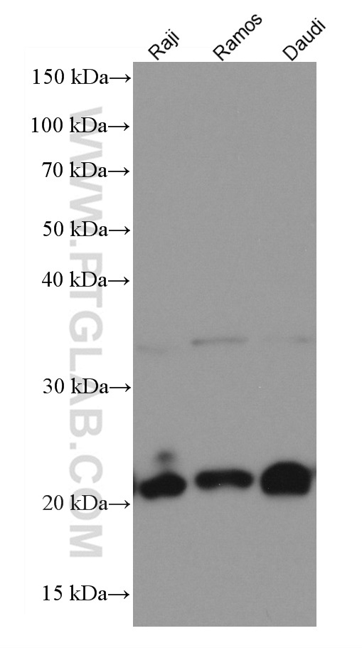 WB analysis using 66866-1-Ig