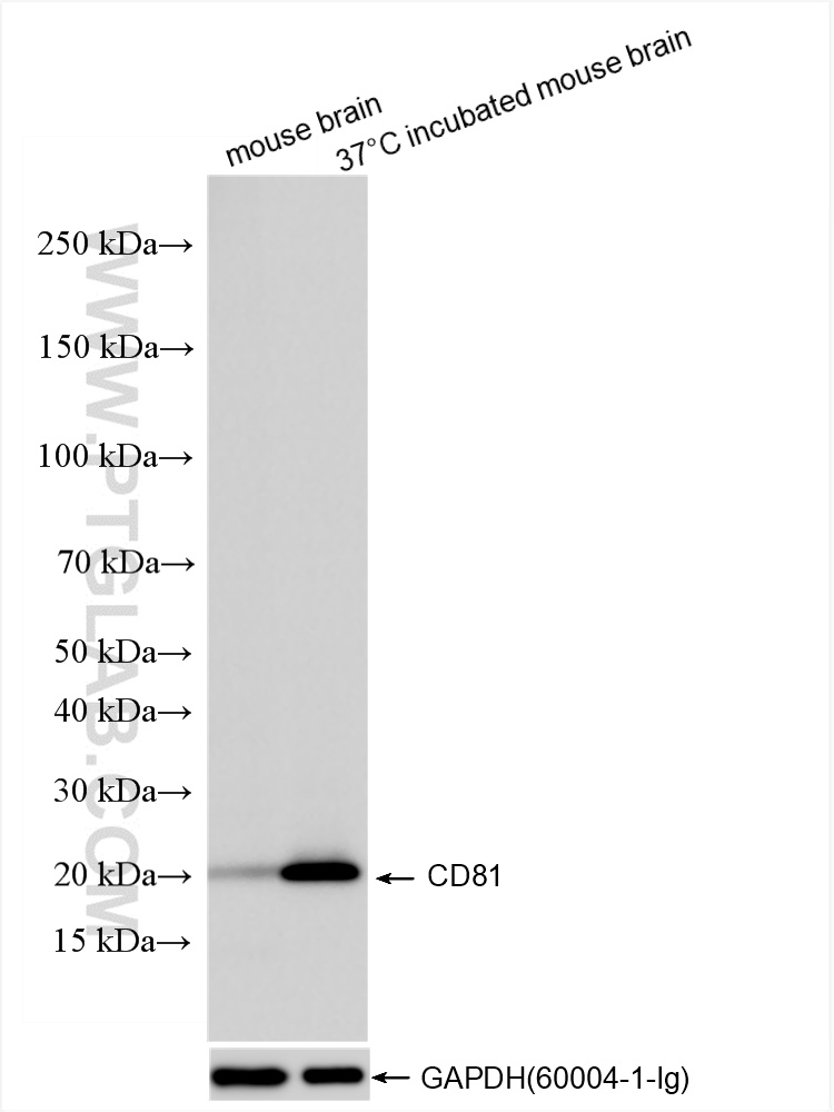 WB analysis using 86263-1-RR