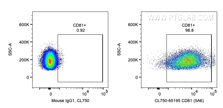 CD81