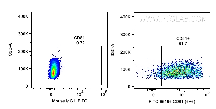 CD81