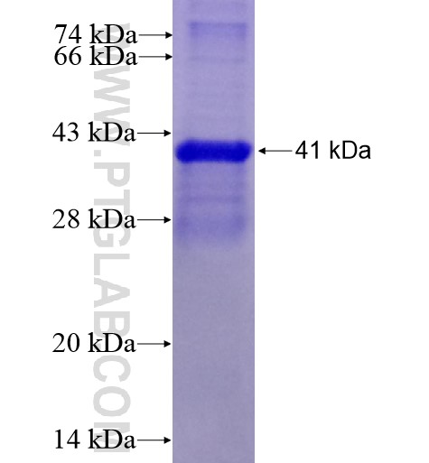 CD81 fusion protein Ag13036 SDS-PAGE