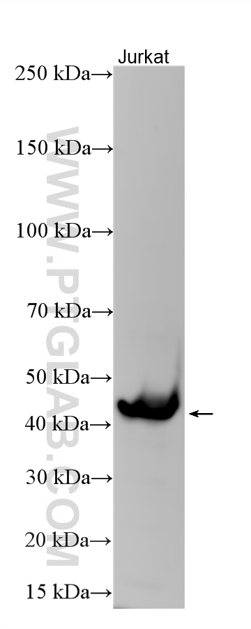 WB analysis using 10248-1-AP