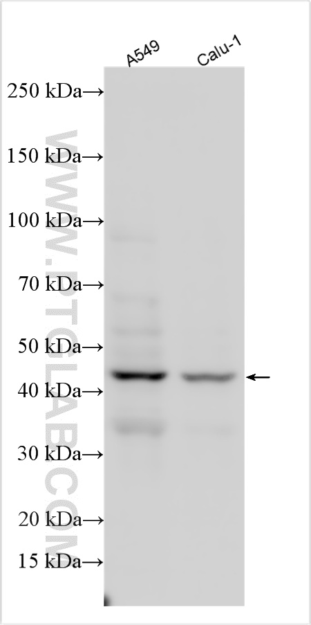 WB analysis using 10248-1-AP