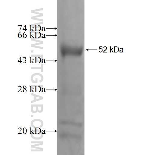 CD82 fusion protein Ag0314 SDS-PAGE