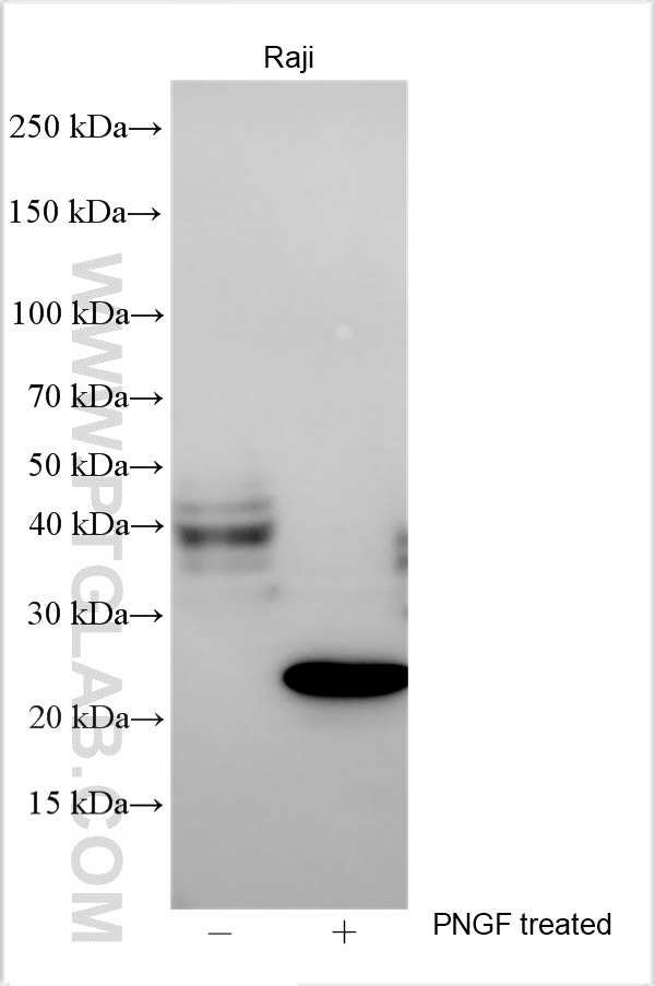 WB analysis using 27873-1-AP