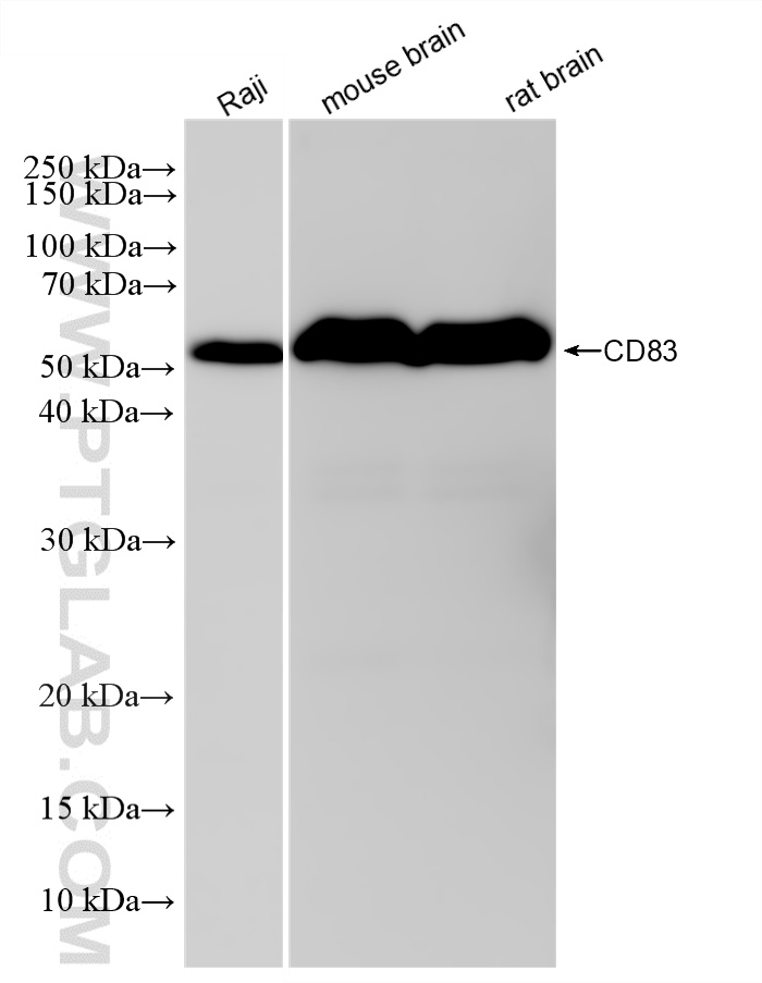 WB analysis using 83907-5-RR (same clone as 83907-5-PBS)