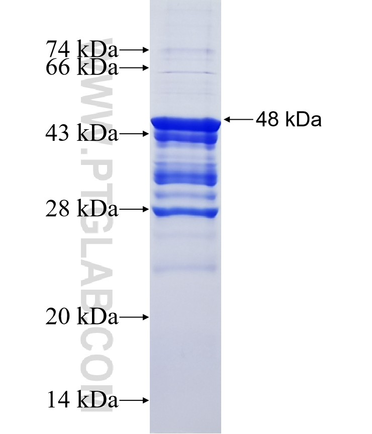 CD83 fusion protein Ag3436 SDS-PAGE