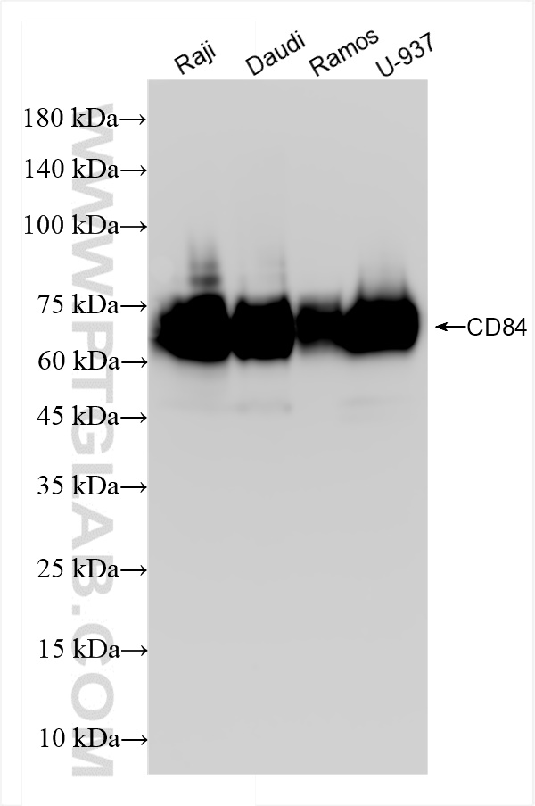 WB analysis using 84245-2-RR
