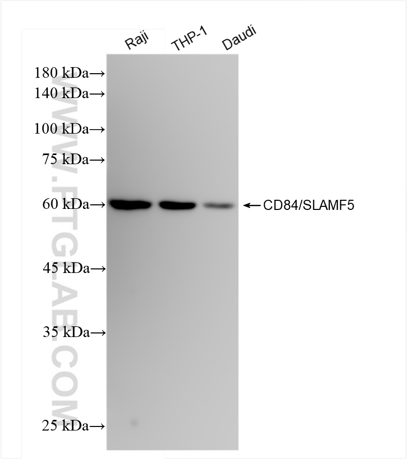 WB analysis using 83828-4-RR