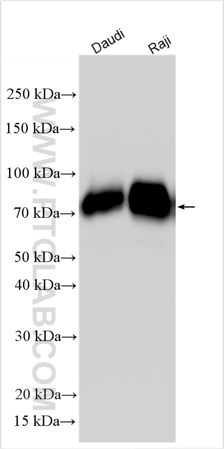 CD86