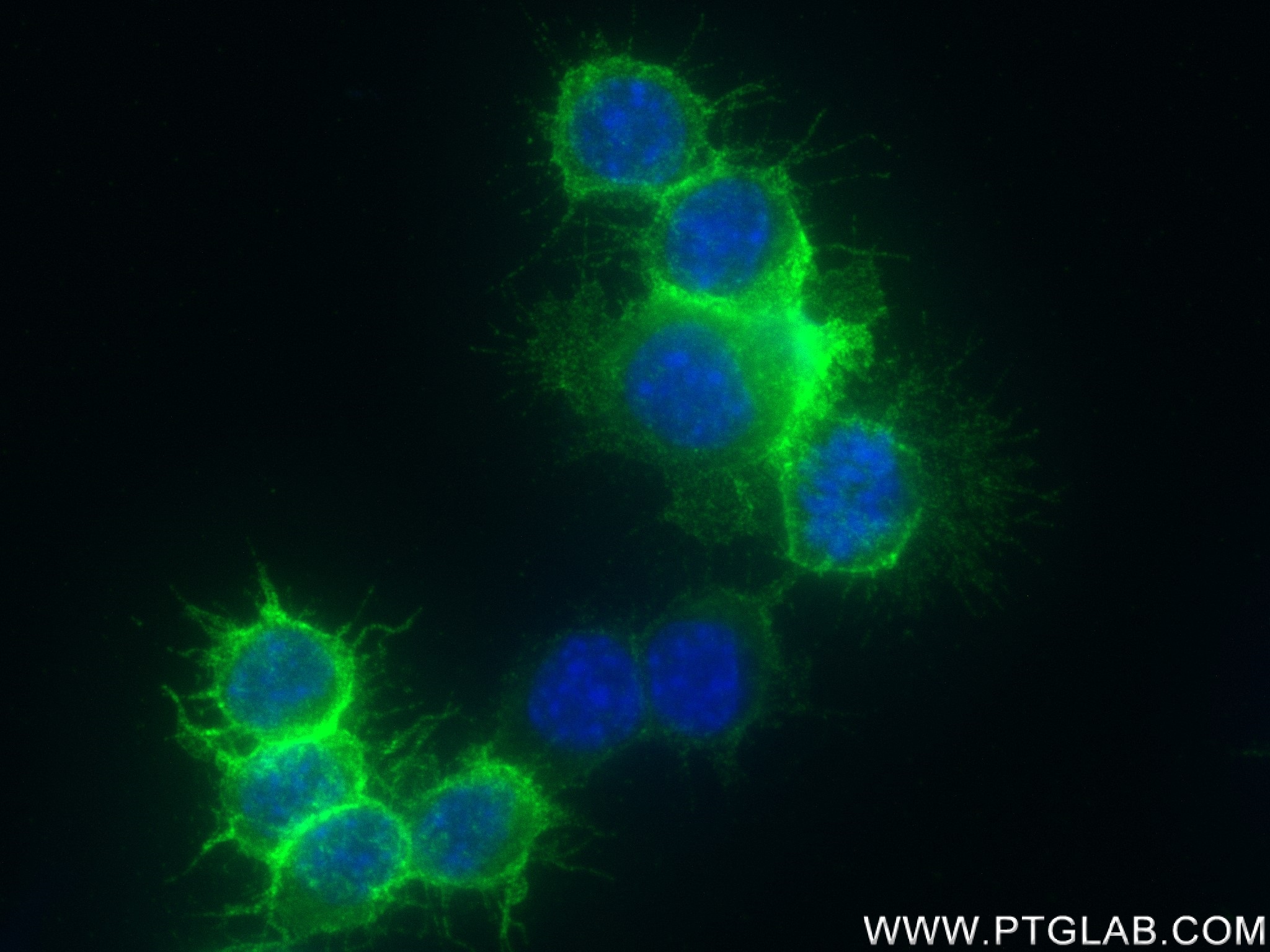 IF Staining of RAW 264.7 using 83213-1-RR