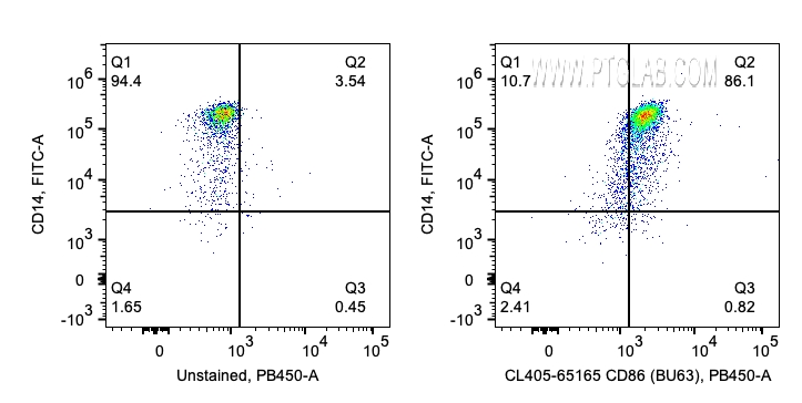 CD86