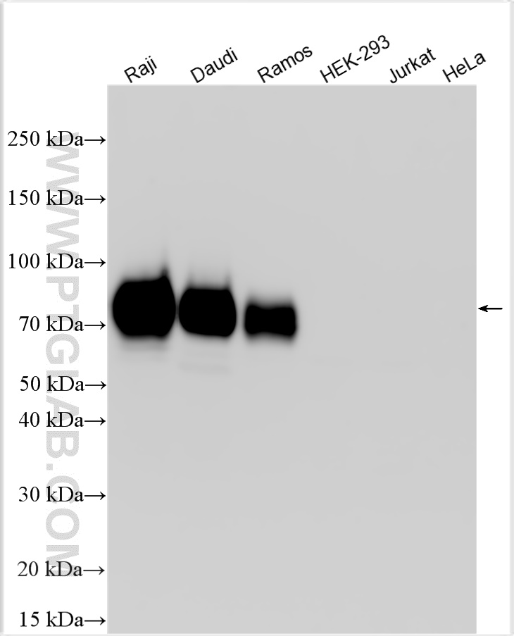 WB analysis using RMX00027
