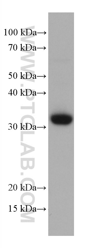 WB analysis of MOLT-4 using 66868-1-Ig