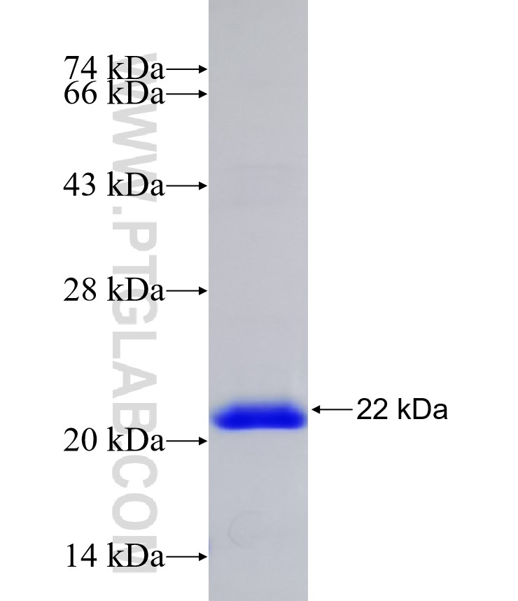 CD8A fusion protein Ag11111 SDS-PAGE