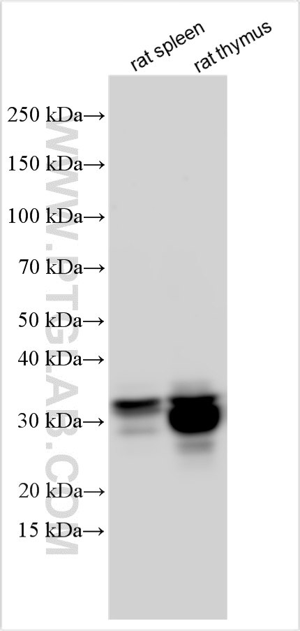 WB analysis using 33186-1-AP