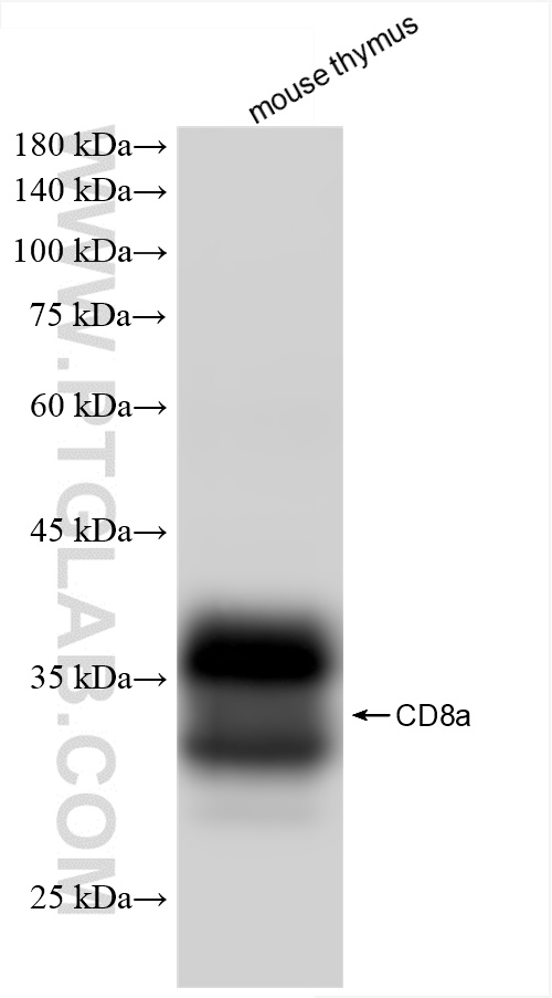 WB analysis of mouse thymus using 85977-3-RR