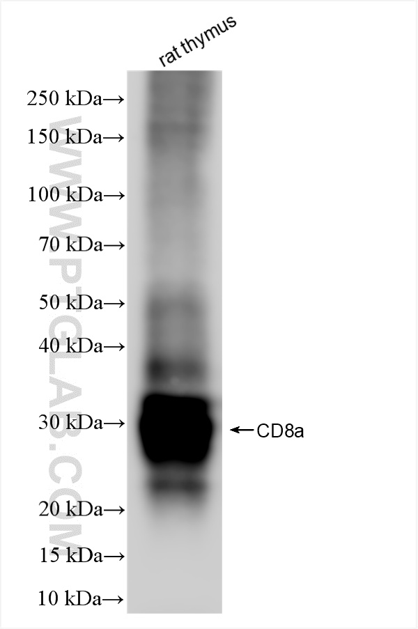 WB analysis using 86119-1-RR