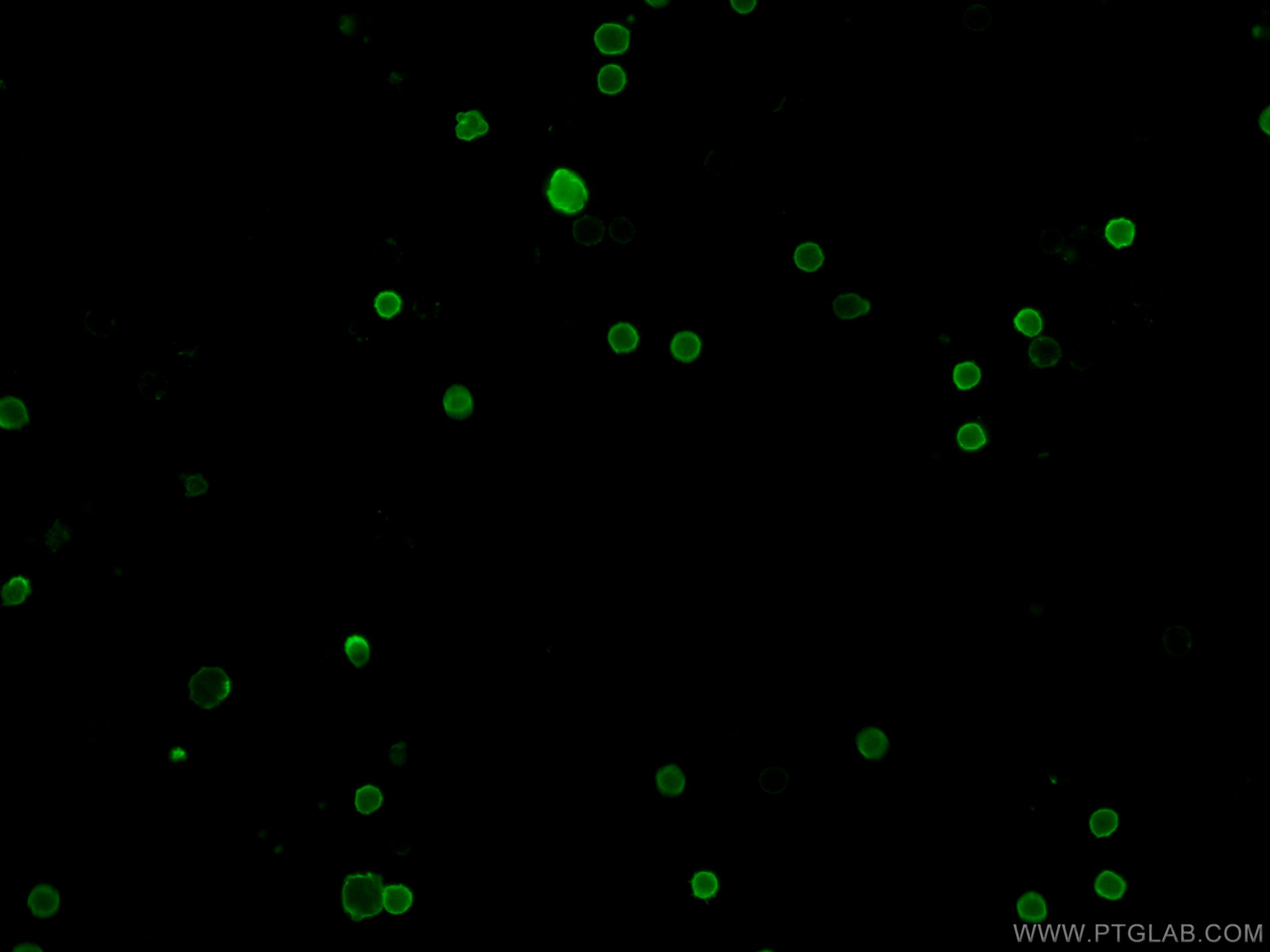 IF Staining of mouse splenocytes using CL488-65069