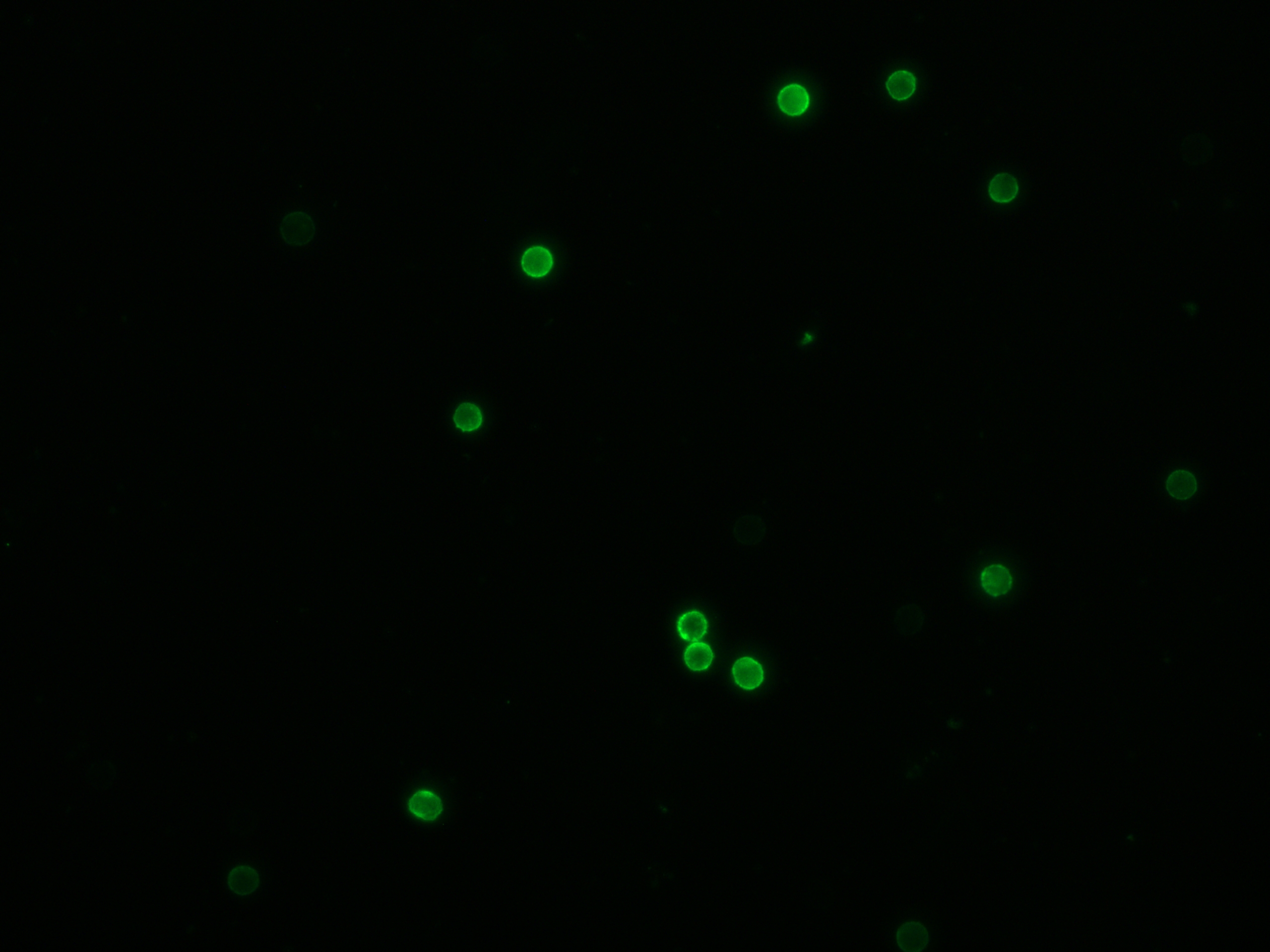 IF Staining of human peripheral blood mononuclear cells using CL488-65113