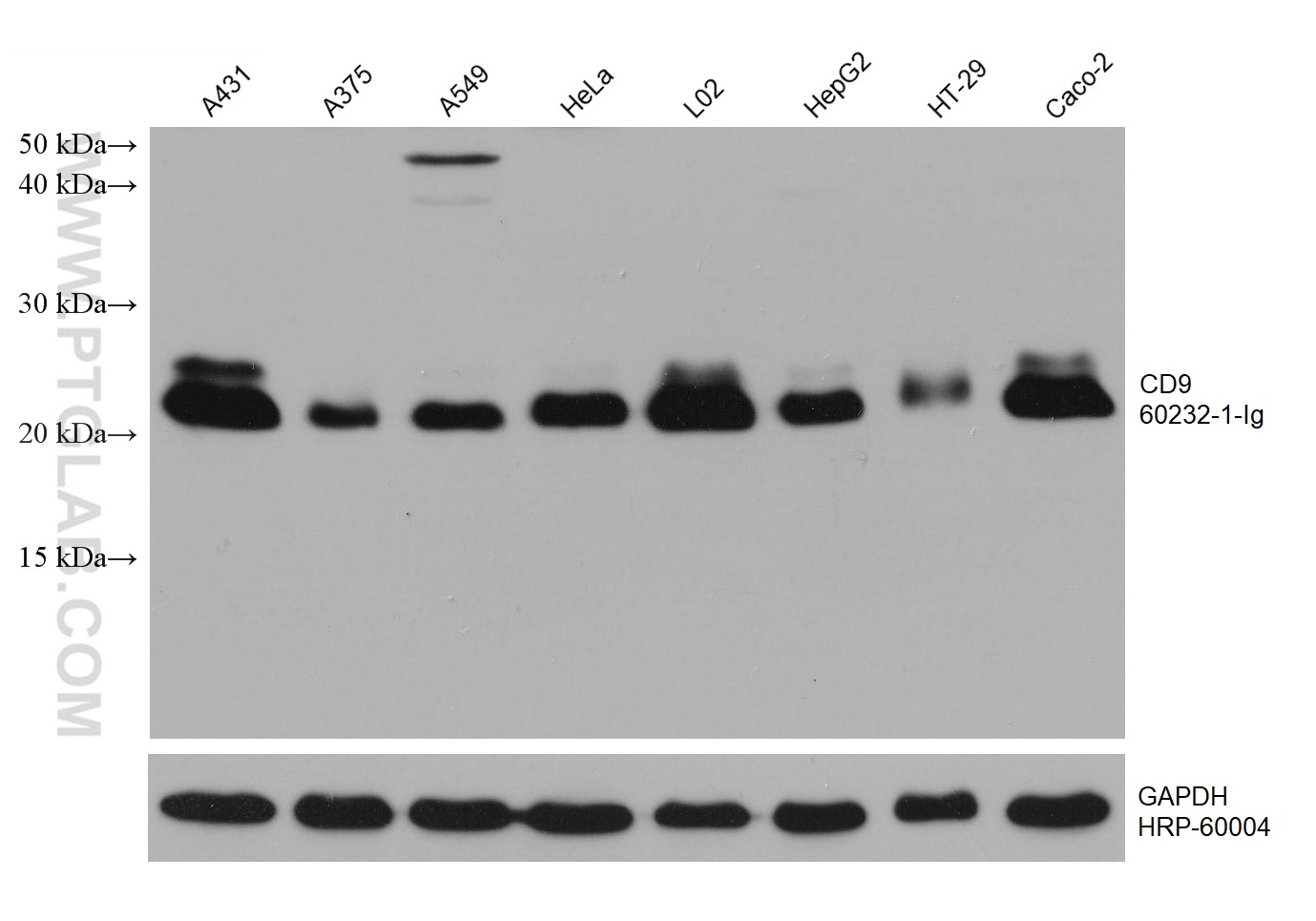 WB analysis using 60232-1-Ig