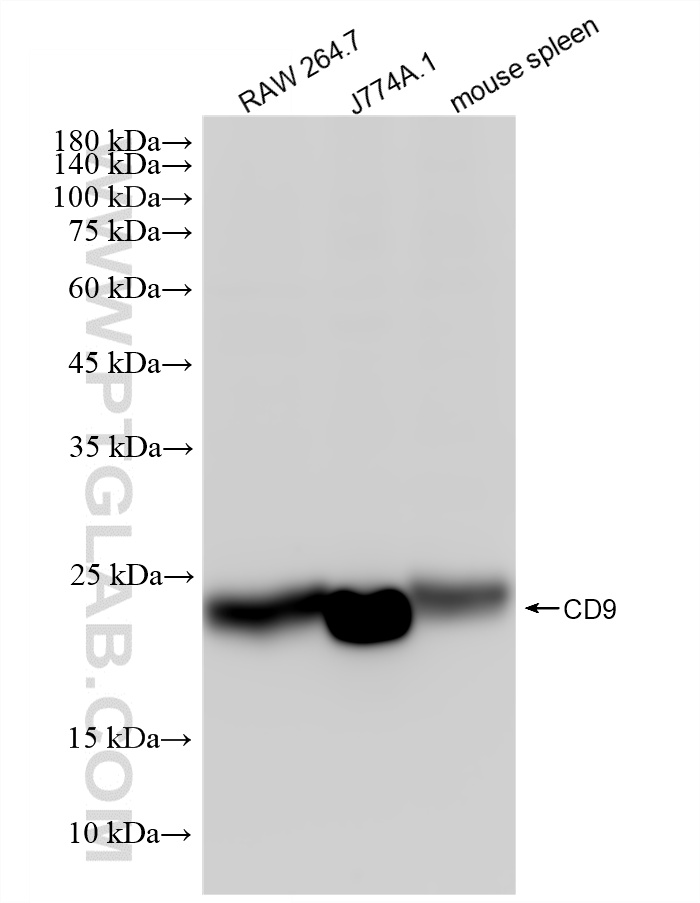 Various lysates were subjected to SDS PAGE followed by western blot with 84801-13-RR (CD9 antibody) at dilution of 1:1000 incubated at room temperature for 1.5 hours. WB analysis using 84801-13-RR