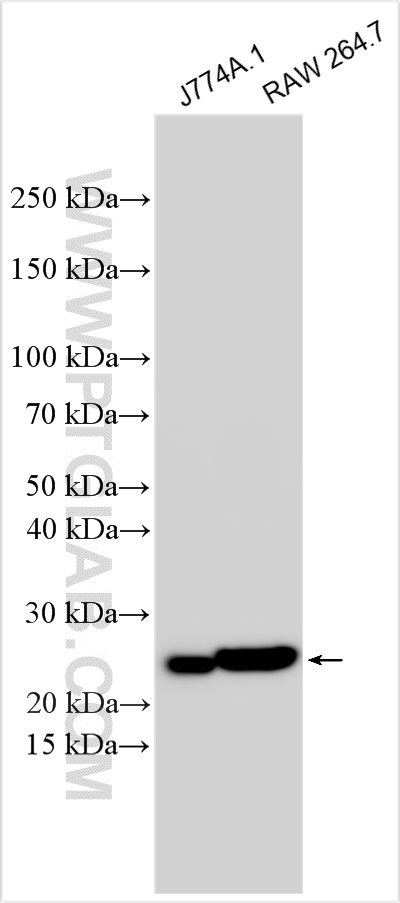WB analysis using 84801-5-RR