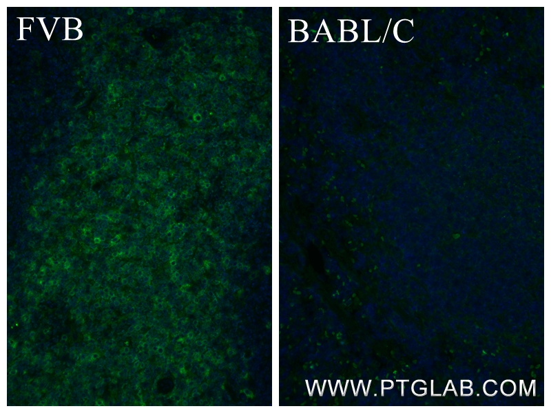 IF Staining of mouse spleen using 84832-1-RR