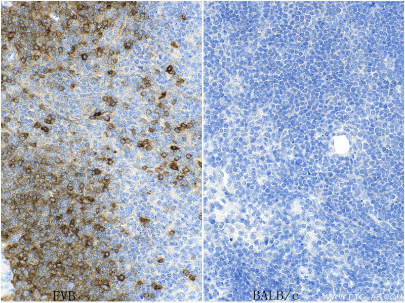 IHC staining of mouse spleen using 84832-1-RR