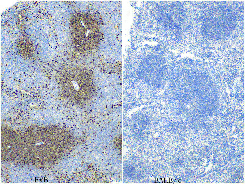 IHC staining of mouse spleen using 84832-1-RR