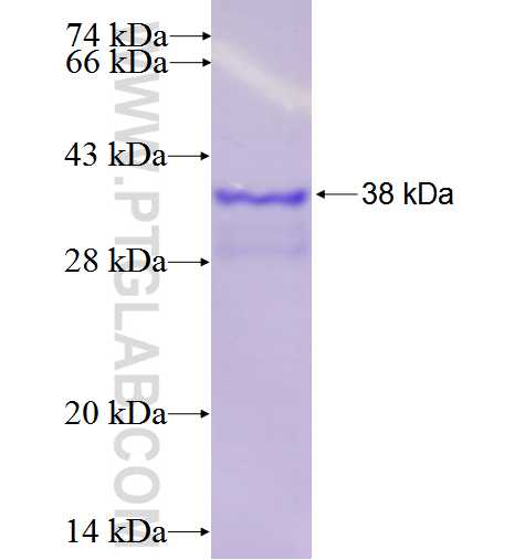 CD90 fusion protein Ag24713 SDS-PAGE