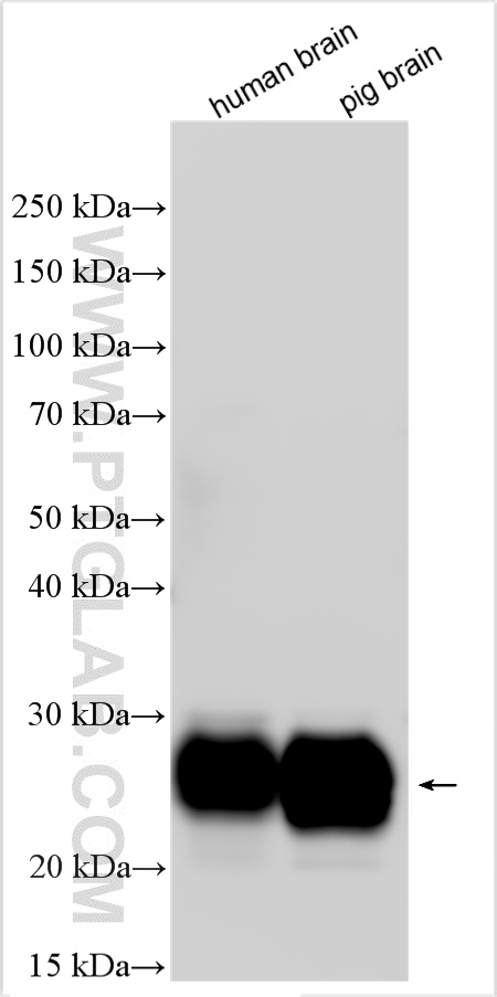 WB analysis using 27770-1-AP (same clone as 27770-1-PBS)