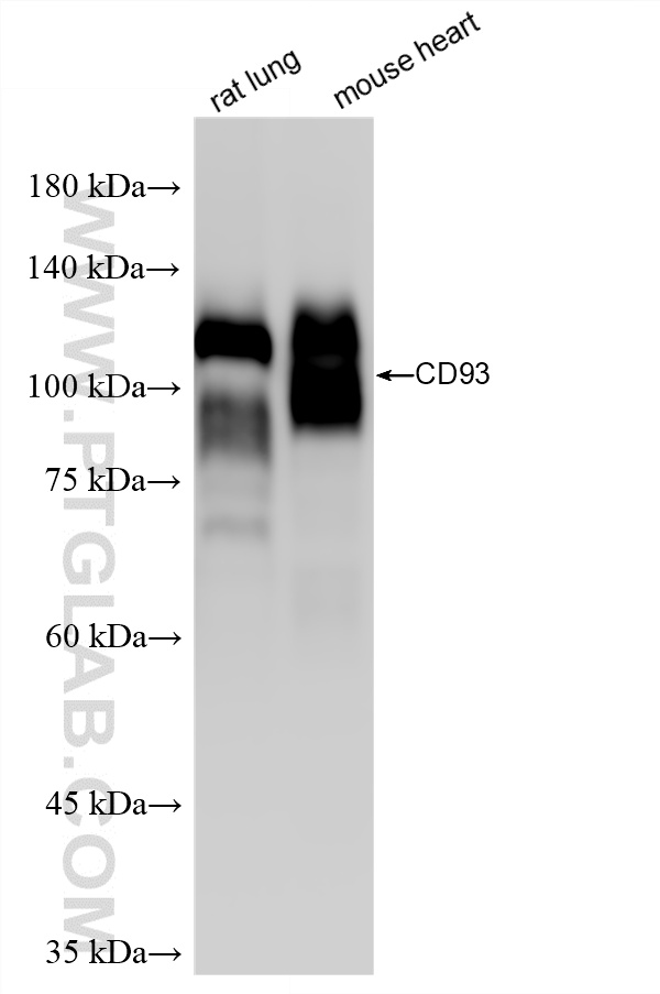 WB analysis using 86071-4-RR (same clone as 86071-4-PBS)