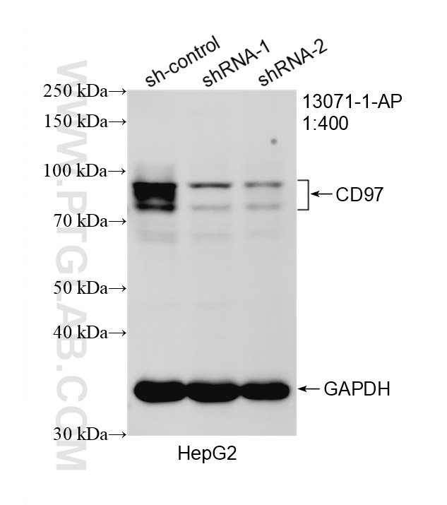 WB result of CD97 antibody (13071-1-AP; 1:400; incubated at room temperature for 1.5 hours) with sh-Control and sh-CD97 transfected HepG2 cells. WB analysis of HepG2 using 13071-1-AP