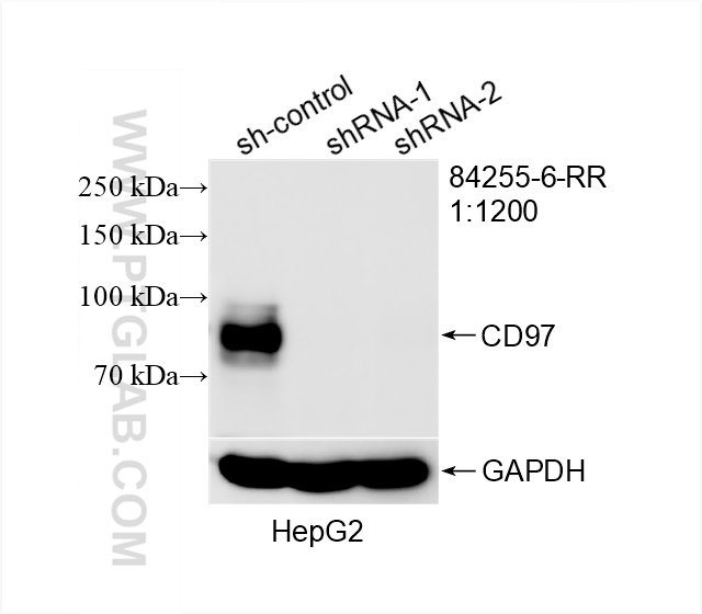 WB analysis of HepG2 using 84255-6-RR (same clone as 84255-6-PBS)