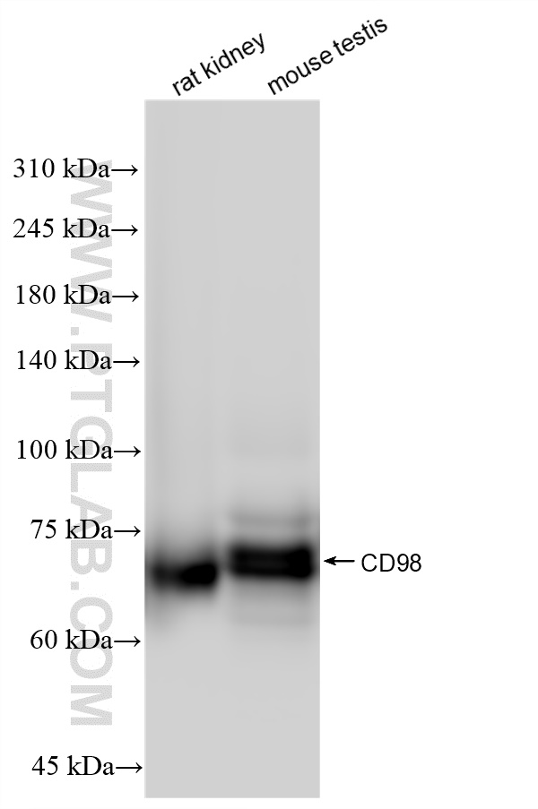 WB analysis using 84040-6-RR