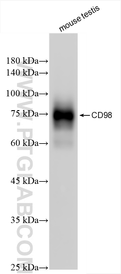 WB analysis of mouse testis using 84040-7-RR