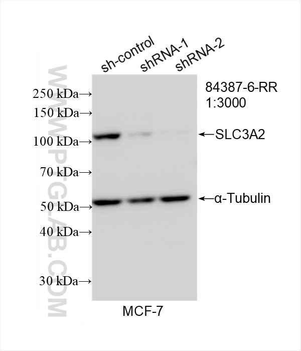 WB analysis of MCF-7 using 84387-6-RR