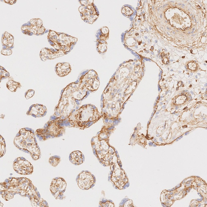 IHC staining of human placenta using 84580-4-RR IHC staining of human placenta using 84580-4-RR