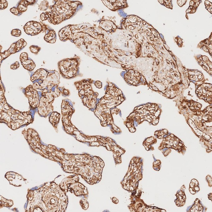 IHC staining of human placenta using 84580-4-RR IHC staining of human placenta using 84580-4-RR