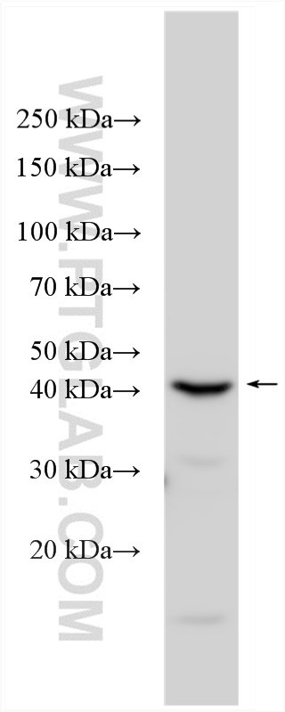 WB analysis of HUVEC using 13732-1-AP