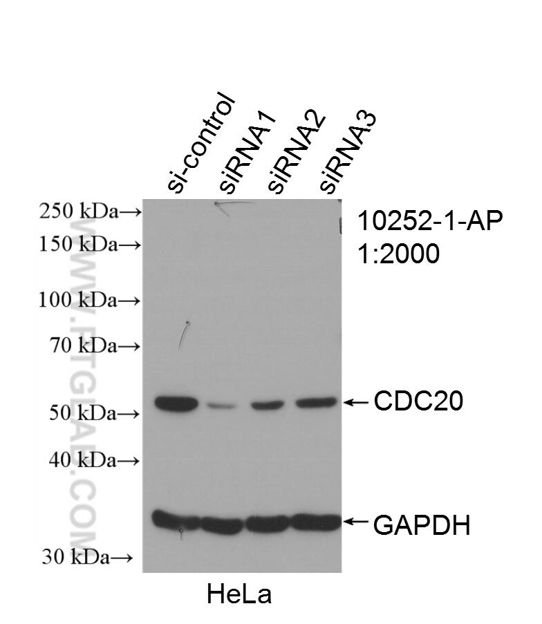 WB analysis of HeLa using 10252-1-AP