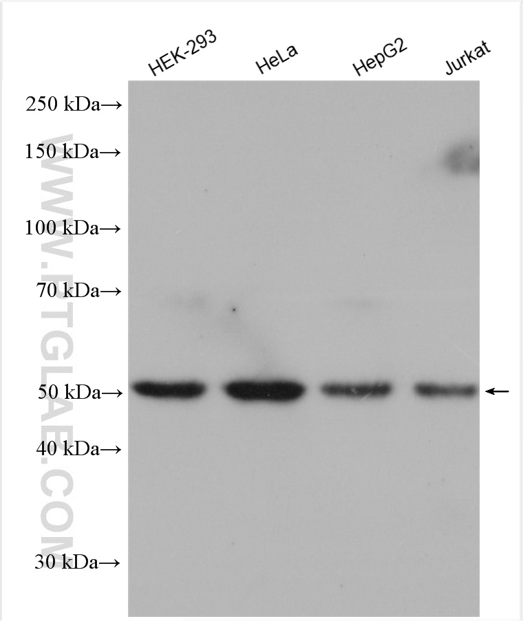 WB analysis using 10252-1-AP