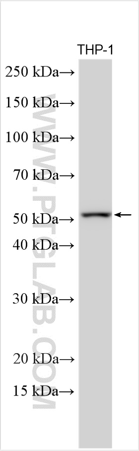 WB analysis using 30451-1-AP